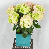 Unikt - Rosa hortensia med kruka
