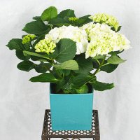 Unikt - Vit hortensia med kruka