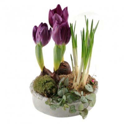 Våren är här! - Tulpaner - Skicka blommor & presenter i %city%